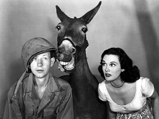 Illustration for article titled The Weirdest Animal Movie (and TV) Stars of All Time